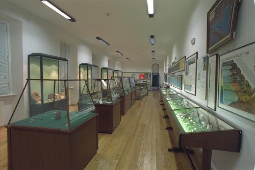 Il mare antico - museo paleontologico